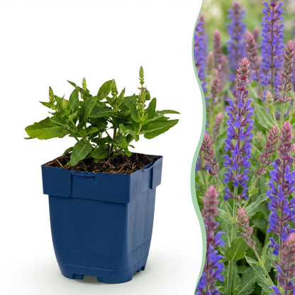 Steppen-Salbei 'Sensation Deep Blue' – Salvia nemorosa 'Sensation Deep Blue' – Topf Ø11cm