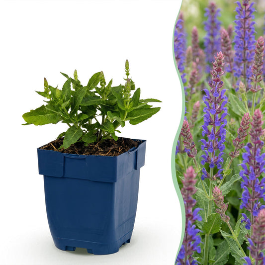 Steppen-Salbei 'Sensation Deep Blue' – Salvia nemorosa 'Sensation Deep Blue' – Topf Ø11cm