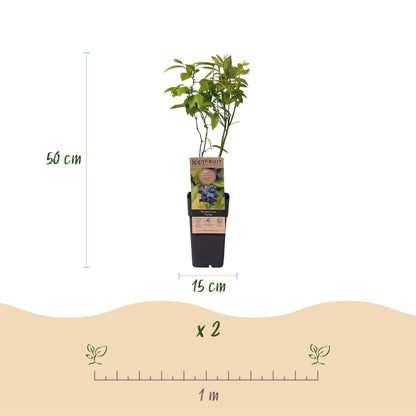 Green boutiQ - Fruit Plant - Vaccinium corymbosum Patriot - Blueberry - Hardy - Blue Berry - 2 Plants - Pot 15cm - Height 50cm 