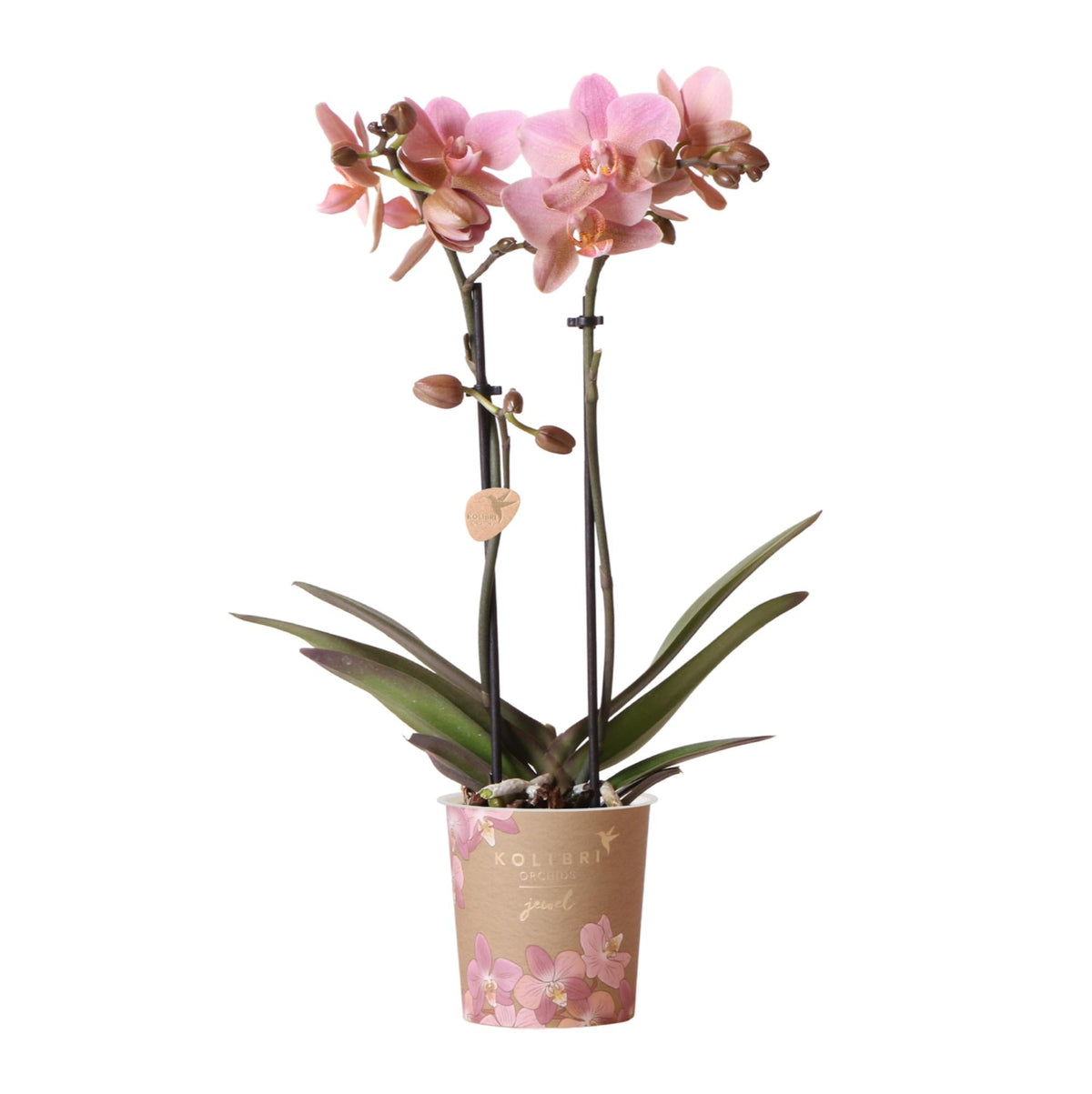 Kolibri Orchids | altrosa Phalaenopsis-Orchidee - Jewel Treviso - Topfgröße Ø9cm | blühende Zimmerpflanze - frisch vom Züchter 