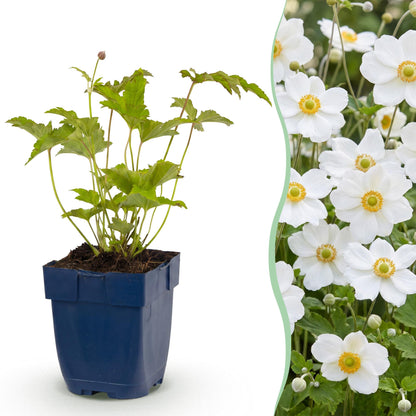 Herbst-Anemone 'Honorine Jobert' – Anemone hybrida 'Honorine Jobert' – Topf Ø11cm