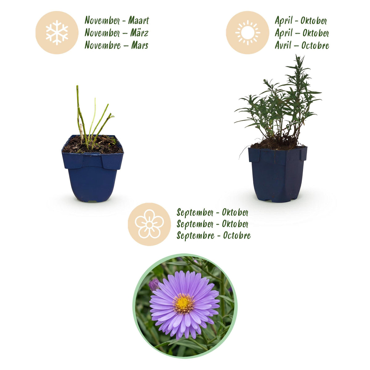 Strandaster – Aster dumosus 'Mediterranean' – Topf Ø11cm – Bienenfreundliche Staude für Garten & Balkon – Ansicht 4
