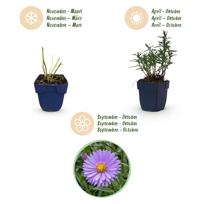 Strandaster – Aster dumosus 'Mediterranean' – Topf Ø11cm – Bienenfreundliche Staude für Garten & Balkon – Ansicht 4