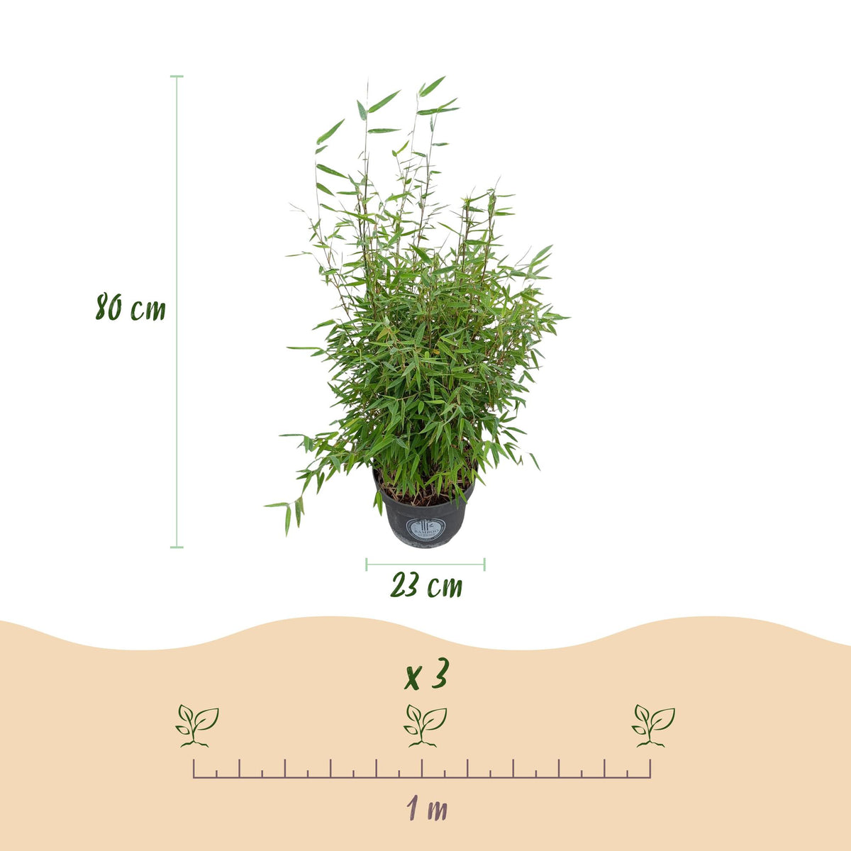 Green boutiQ - Gräser - Fargesia nitida Red Dragon - Bambus - Rutenlos - Grün - 1 Pflanze - Topf 23 cm - Höhe 80 cm 