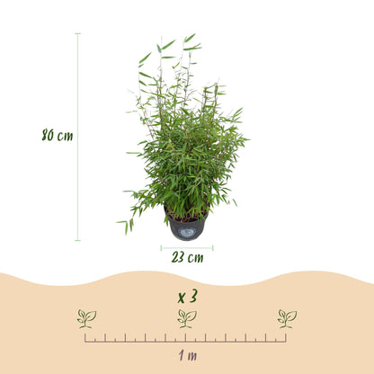 Green boutiQ - Gräser - Fargesia nitida Red Dragon - Bambus - Rutenlos - Grün - 1 Pflanze - Topf 23 cm - Höhe 80 cm 