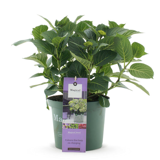 Hortensie Magical Jewel Blue – Hydrangea macrophylla – Blau – Balkonpflanze – Im 23 cm Topf – Ca. 55 cm hoch – 6–10 Blüten – Für Balkon, Terrasse & Beet – Pflegeleicht & Farbenprächtig 