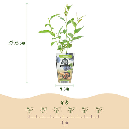 Blaubeere Vaccinium corymbosum Goldtraube winterhart 3 Pflanzen Ø9cm Höhe 30cm – Aromatische Heidelbeere für Garten Balkon & Terrasse 
