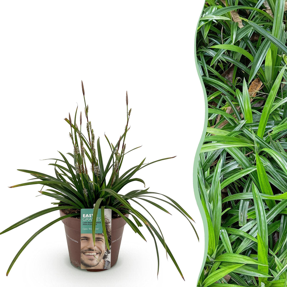 GreenboutiQ - Ziergräser - Carex morrowii Irish Green - Grün & Gelb - 1 Pflanze - Immergrün - Winterhart - Topf 17cm Höhe 50cm 