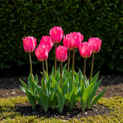 GreenboutiQ - Blumenzwiebeln - Tulp Triumph Pink - Farbe Rosa - 15 Stück - Zwiebelgröße 11/12 - XXL Pack 