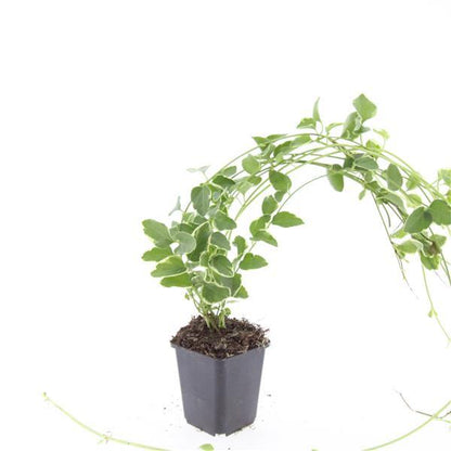 Kleines Immergrün Vinca major 'Variegata' – ↕10-25cm – Ø9cm – Bodendecker – Wintergrün – Schattentauglich – Ansicht 19