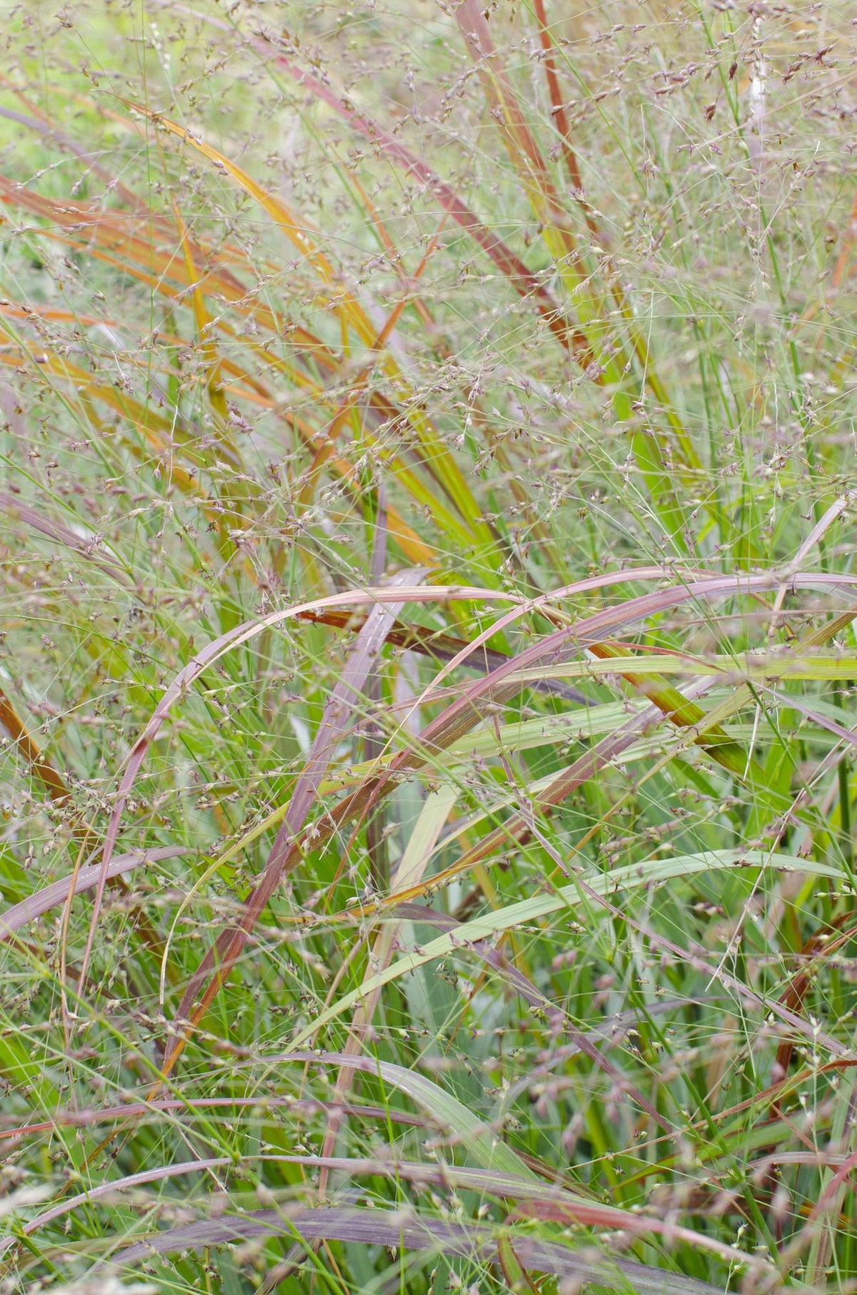 Garten-Rutenhirse - Panicum virgatum Cheyenne Sky - Ø23cm - ↕60cm - Ø19 - ↨50cm 