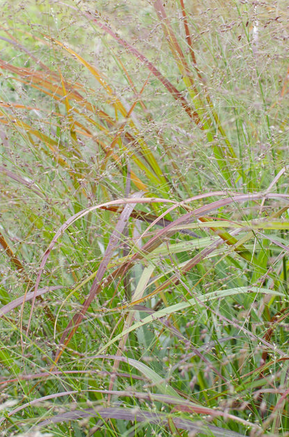 Garten-Rutenhirse - Panicum virgatum Cheyenne Sky - Ø23cm - ↕60cm - Ø19 - ↨50cm 