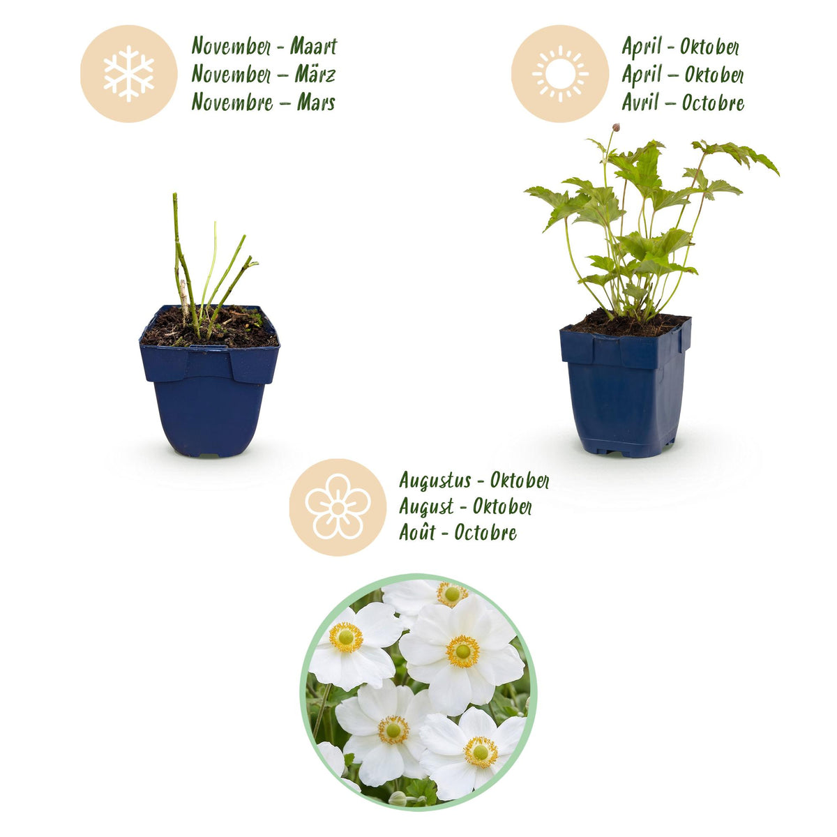 Herbst-Anemone 'Honorine Jobert' – Anemone hybrida 'Honorine Jobert' – Topf Ø11cm – Ansicht 4