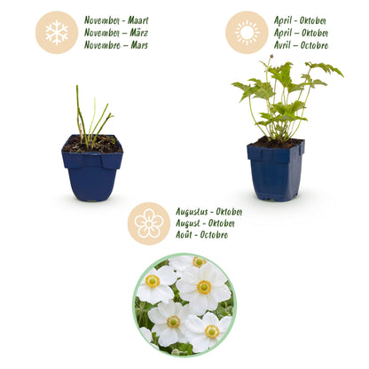 Herbst-Anemone 'Honorine Jobert' – Anemone hybrida 'Honorine Jobert' – Topf Ø11cm – Ansicht 4