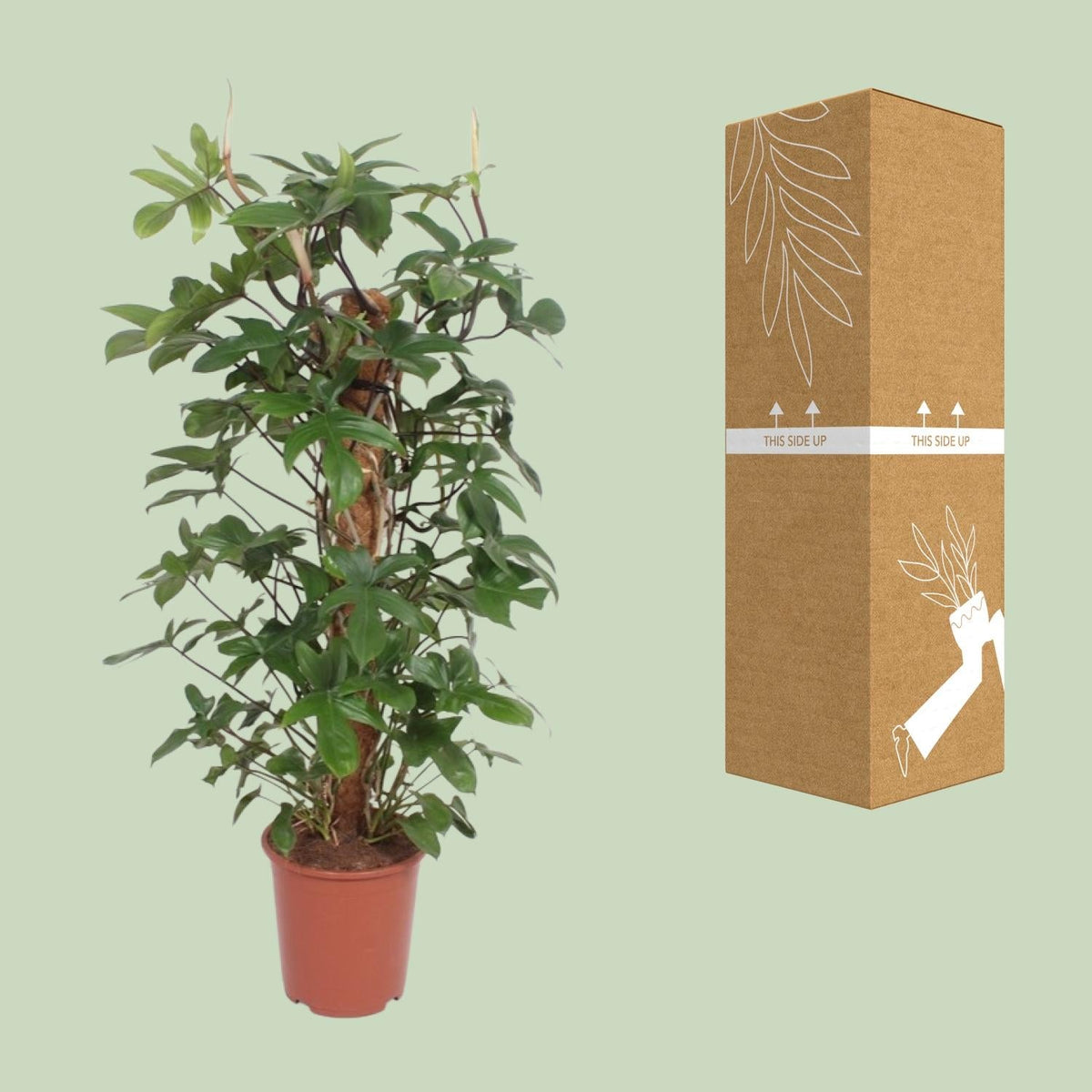 Baumfreund – Philodendron Pedatum – Zimmerpflanze – Ø27 cm – ↕130 cm – Pflegeleicht – Tropisches Flair – Luftreinigend 