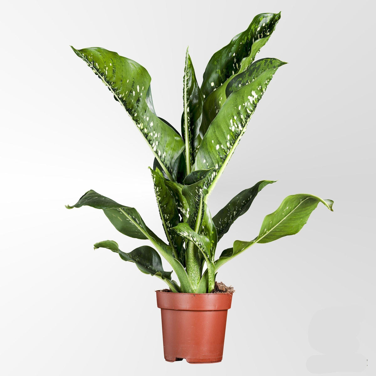 Dieffenbachia Seguine 'Caiman' – Zimmerpflanze Ø21cm – Höhe 75cm – Große, dekorative Blätter – Pflegeleicht & Blickfang 