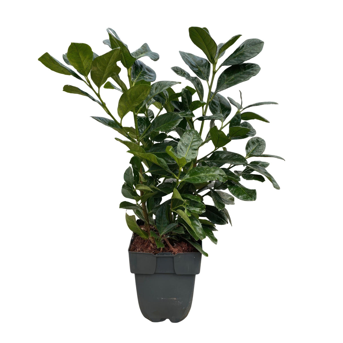 Kirschlorbeer Prunus laurocerasus Etna – Hecke – Blatt grün – 6 Pflanzen – 1 laufender Meter – Immergrün –  17cm x H50cm – Schnell wachsend & pflegeleicht 