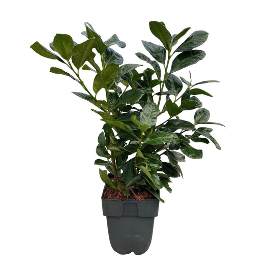 Kirschlorbeer Prunus laurocerasus Etna – Hecke – Blatt grün – 6 Pflanzen – 1 laufender Meter – Immergrün –  17cm x H50cm – Schnell wachsend & pflegeleicht 
