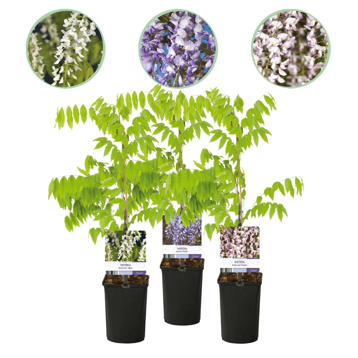 Blauregen Wisteria floribunda Tricolour – Blau, Rosa & Weiß – 3 Pflanzen – 11 cm x H40 cm – Duftend & Kletterpflanze – Für Pergolen, Zäune & Wände 