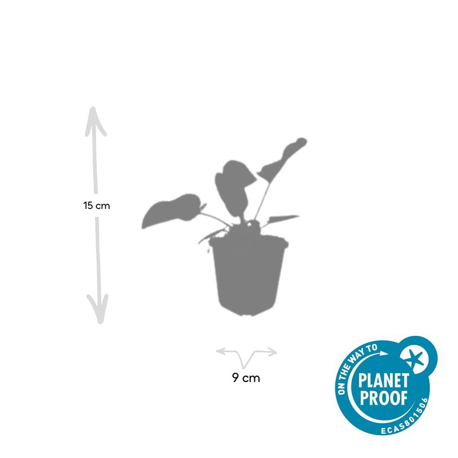 Russel Brandkraut Phlomis russeliana – ↕10-25cm – Ø9cm – Winterhart & Bienenfreundlich – Ansicht 18