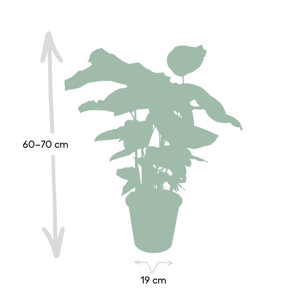 Calathea Whitestar – Ø19cm x H50cm – Tropische Zimmerpflanze mit lebendigem Blattspiel – Luftreinigend & pflegeleicht – Im Pflanztopf – Ideal für halbschattige Standorte 