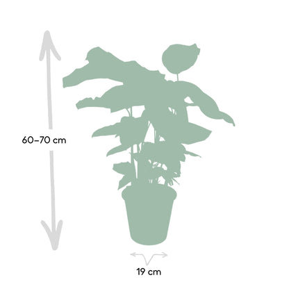 Calathea Whitestar – Ø19cm x H50cm – Tropische Zimmerpflanze mit lebendigem Blattspiel – Luftreinigend & pflegeleicht – Im Pflanztopf – Ideal für halbschattige Standorte 