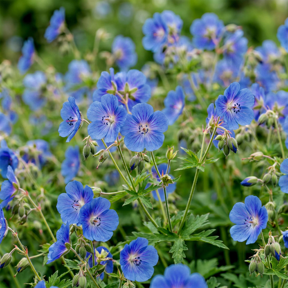 Storchschnabel 'Johnson' – Geranium 'Johnson's Blue' – Topf Ø11cm – Ansicht 5