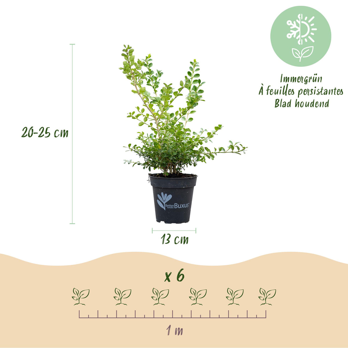 GreenboutiQ - Buxus Hecke - BetterBuxus Babylon Beauty - Resistenz gegen den Buxus-Schimmel - 6 Pflanzen - 1 laufender Meter - Topf 13cm Höhe 30-35 