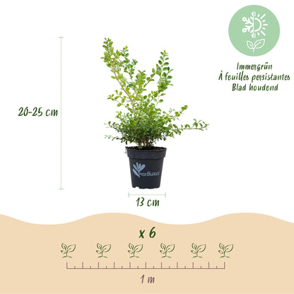 GreenboutiQ - Buxus Hecke - BetterBuxus Babylon Beauty - Resistenz gegen den Buxus-Schimmel - 6 Pflanzen - 1 laufender Meter - Topf 13cm Höhe 30-35 