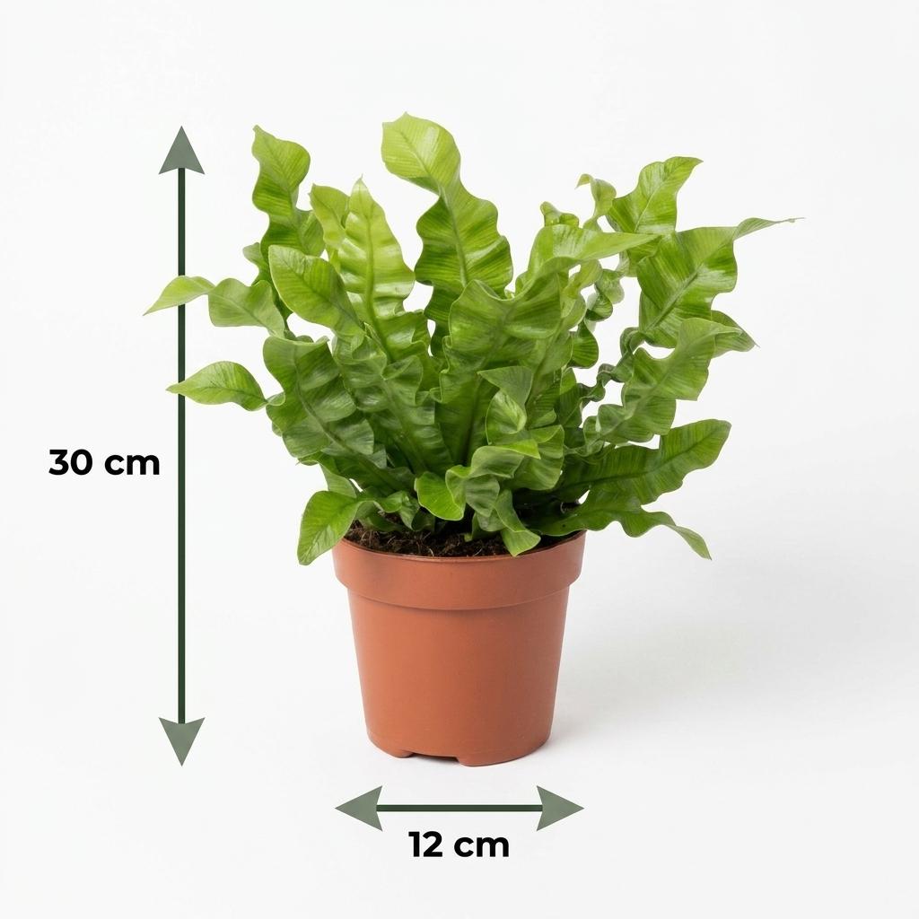 Krauser Wellenfarn 'Crispy Wave' – Asplenium nidus 'Crispy Wave' – Topf Ø12cm – Höhe 30cm – Ansicht 5