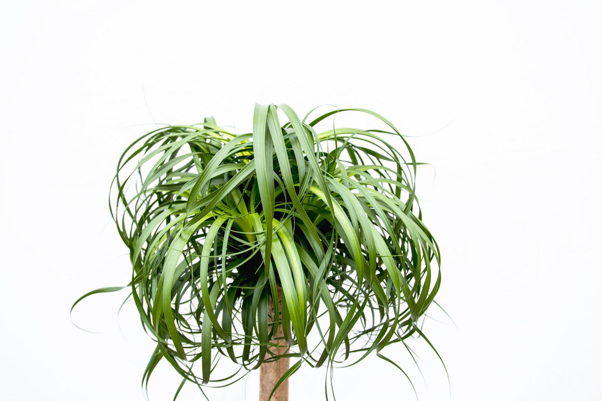 Beaucarnea XXL ca.180-200cm Zimmerpflanze