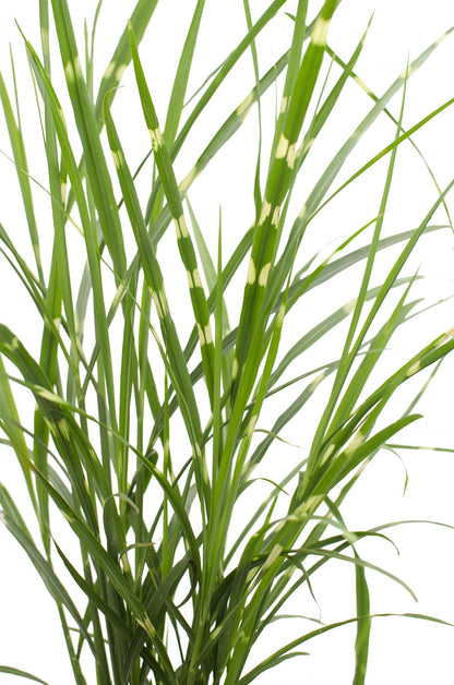 Stachelschweingras Miscanthus sinensis Strictus – Ziergras – Ø23cm – ↕60cm – Zebragras mit grün-gelben Querstreifen – Winterhart & pflegeleicht – Für Beet & Kübel 