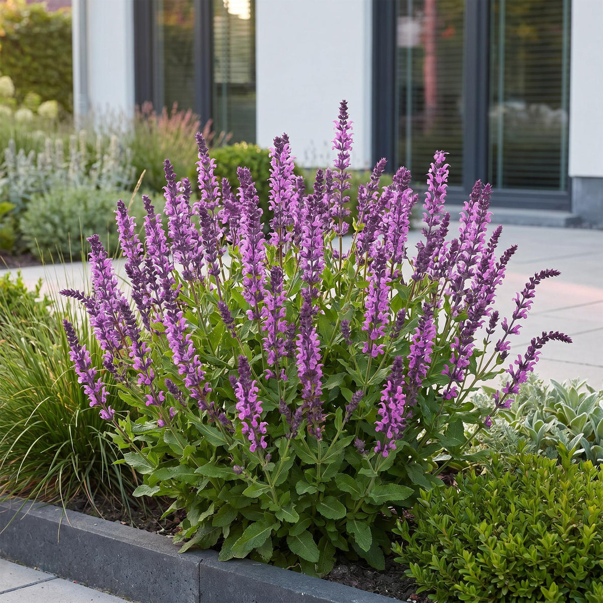 Steppensalbei 'Sensation Deep Pink' – Salvia nemorosa 'Sensation Deep Pink' – Topf Ø11cm – Ansicht 6
