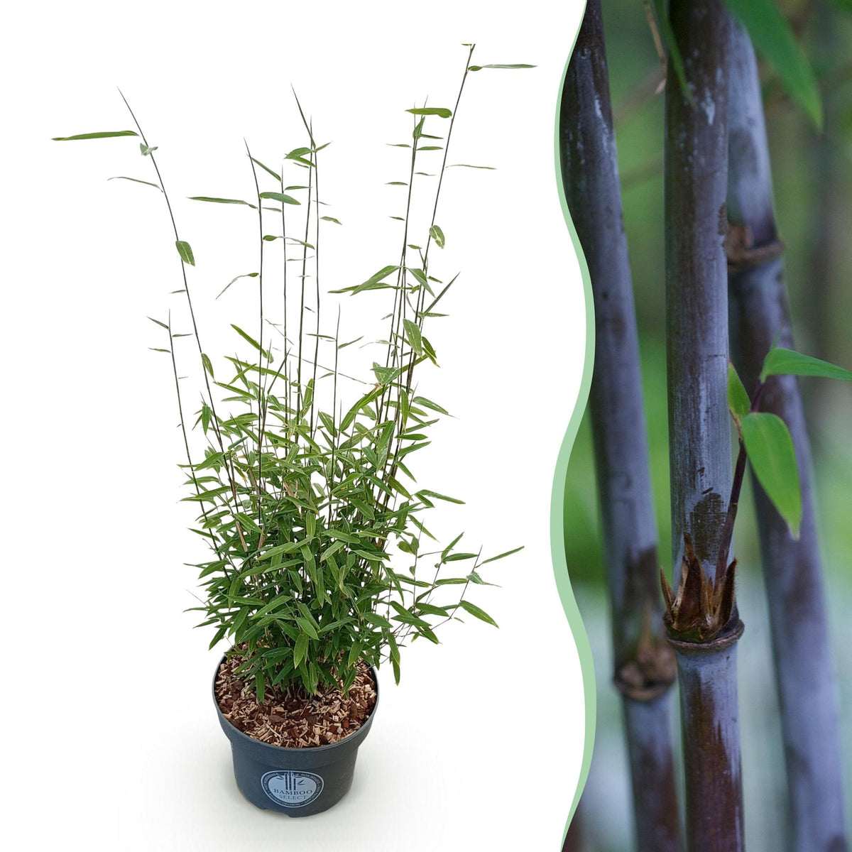 Green boutiQ - Gräser - Fargesia nitida Black Dragon - Bambus - Nicht Ausbreitend - Grün - 1 Pflanze - Topf 23 cm - Höhe 80 cm 