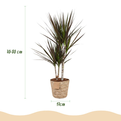 Green boutiQ - Zimmerpflanzen - Dracaena Magenta - Drachenbaum - Wenig Pflege - mit Korb - Rot - 1 Pflanze - Topf 17cm - Höhe 70-80cm 