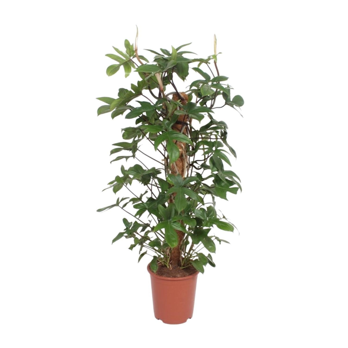 Baumfreund – Philodendron Pedatum – Zimmerpflanze – Ø27 cm – ↕130 cm – Pflegeleicht – Tropisches Flair – Luftreinigend 