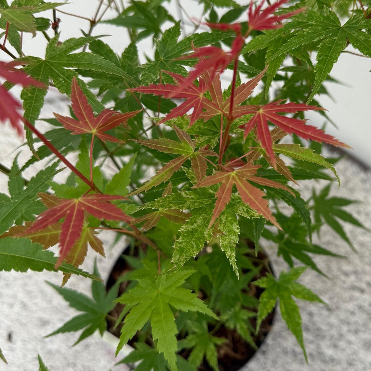 Japanischer Ahorn Acer palmatum 'Phoenix' – Rosa-Rot – Balkon- & Gartenpflanze – Ø19 cm – Ca. 70 cm hoch – Handförmiges Laub mit intensiver Herbstfärbung 