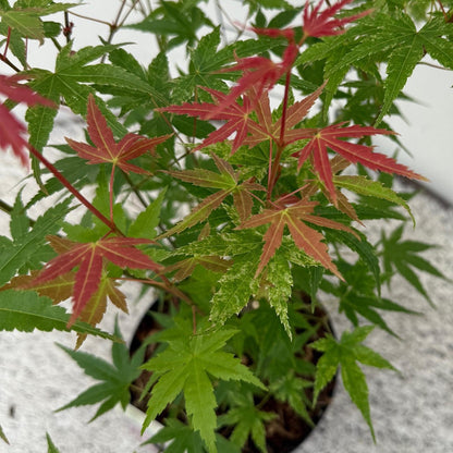 Japanischer Ahorn Acer palmatum 'Phoenix' – Rosa-Rot – Balkon- & Gartenpflanze – Ø19 cm – Ca. 70 cm hoch – Handförmiges Laub mit intensiver Herbstfärbung 