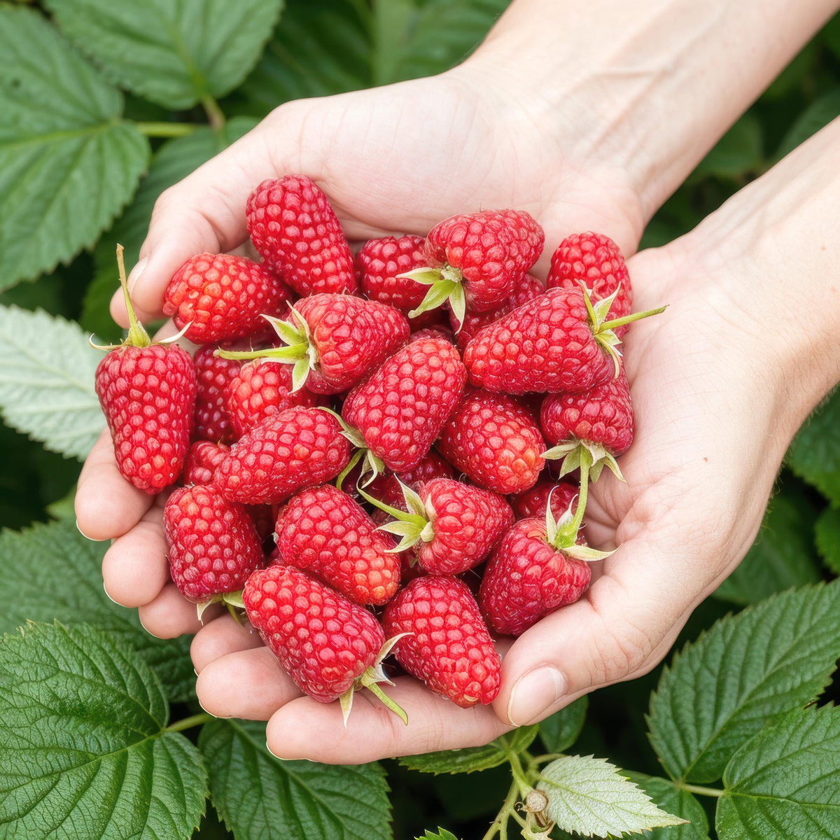 Himbeere Rubus idaeus Heritage winterhart 3 Pflanzen Ø9cm Höhe 30cm – Rote Himbeere für Garten Beet Balkon & Terrasse – Ertragreiche Obstpflanze 
