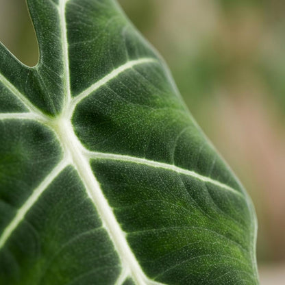 Green boutiQ - Zimmerpflanze - Elefantenohr - Alocasia Frydek - Grün - Pflegeleicht - 1 Pflanze - mit weißem Übertopf - Topf 19cm - Höhe 60cm 