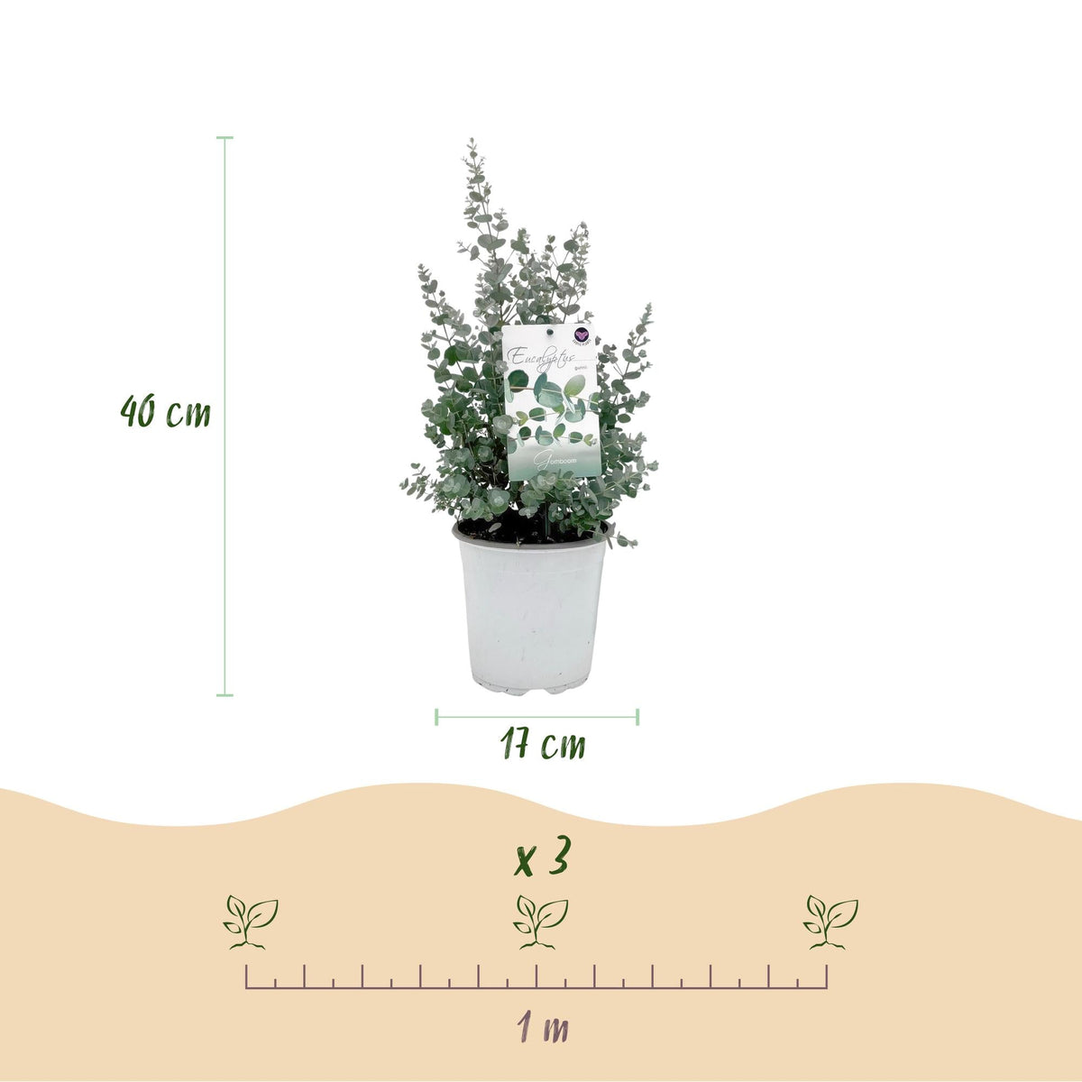 Eukalyptusbaum Eucalyptus gunnii – 2 Pflanzen – Winterhart – Terrassenpflanze – Grau – Topf Ø17 cm, Höhe ca. 40 cm – Duftende & pflegeleichte Garten- und Balkonpflanze 