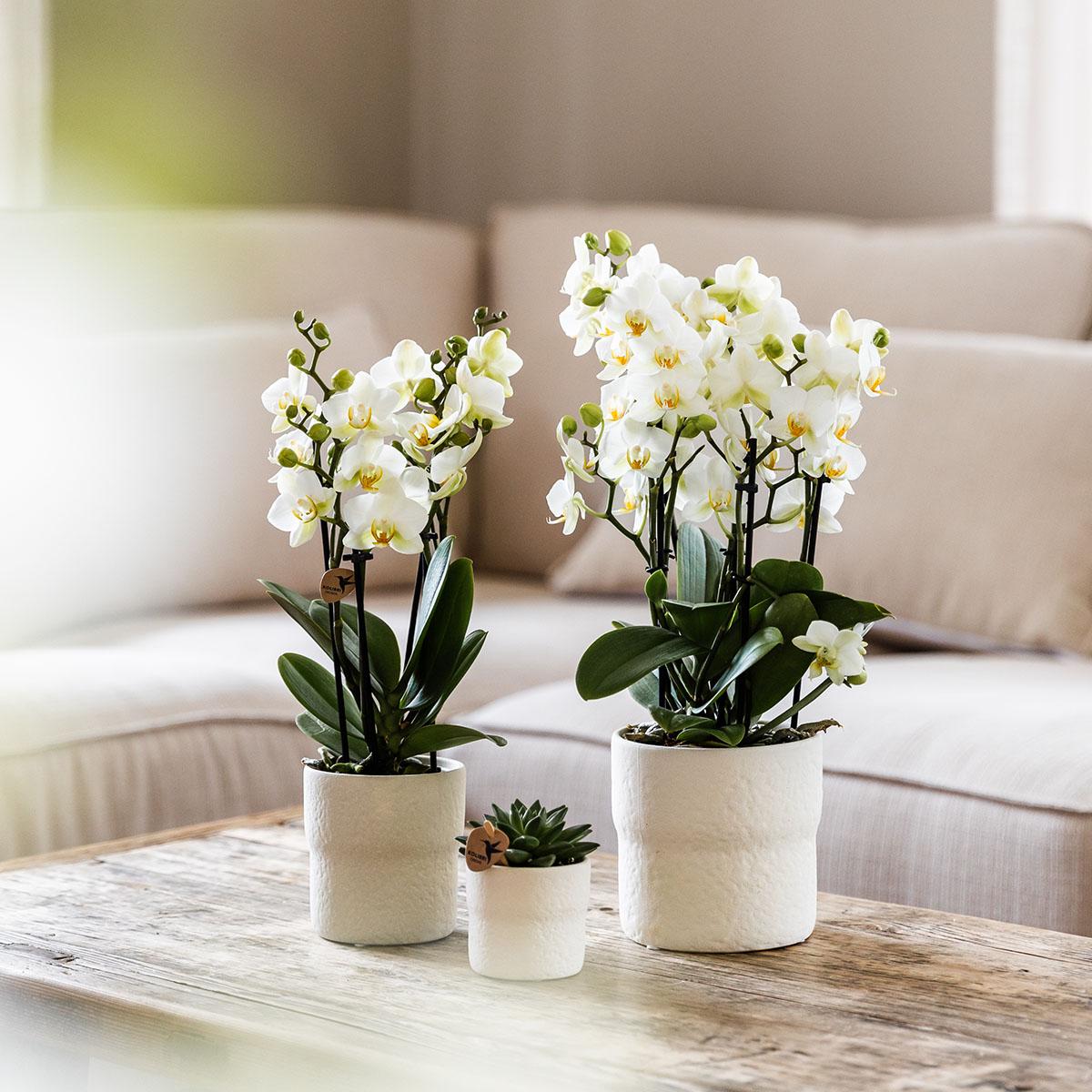 Phalaenopsis Orchidee Lausanne – Weiß – Ø12cm – 2–3 Zweige – Elegante Zimmerpflanze mit vielen Blüten – Für Wohnzimmer, Büro & Bad 