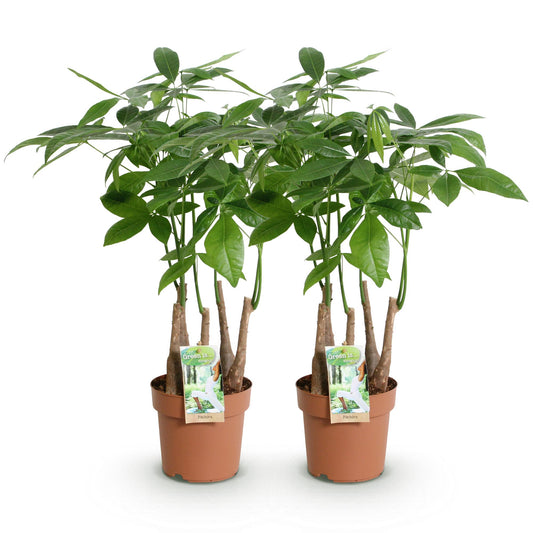 Green boutiQ - Zimmerpflanzen - Pachira Aquatica Mehrstamm - Geldbaum - Wenig Pflege - Grün - 2 Pflanzen - Topf 17cm - Höhe 50-55cm 