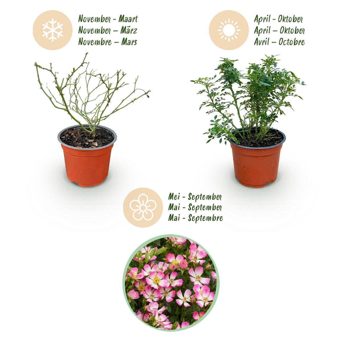 Gartenrose Rosa Cutie Pie 3er Set – winterhart rosa – Duftrose im Topf 12cm – Höhe 20-25cm – kompakter Rosenstrauch 30-40cm – lange Blüte für Beet, Hecke, Balkon & Terrasse 
