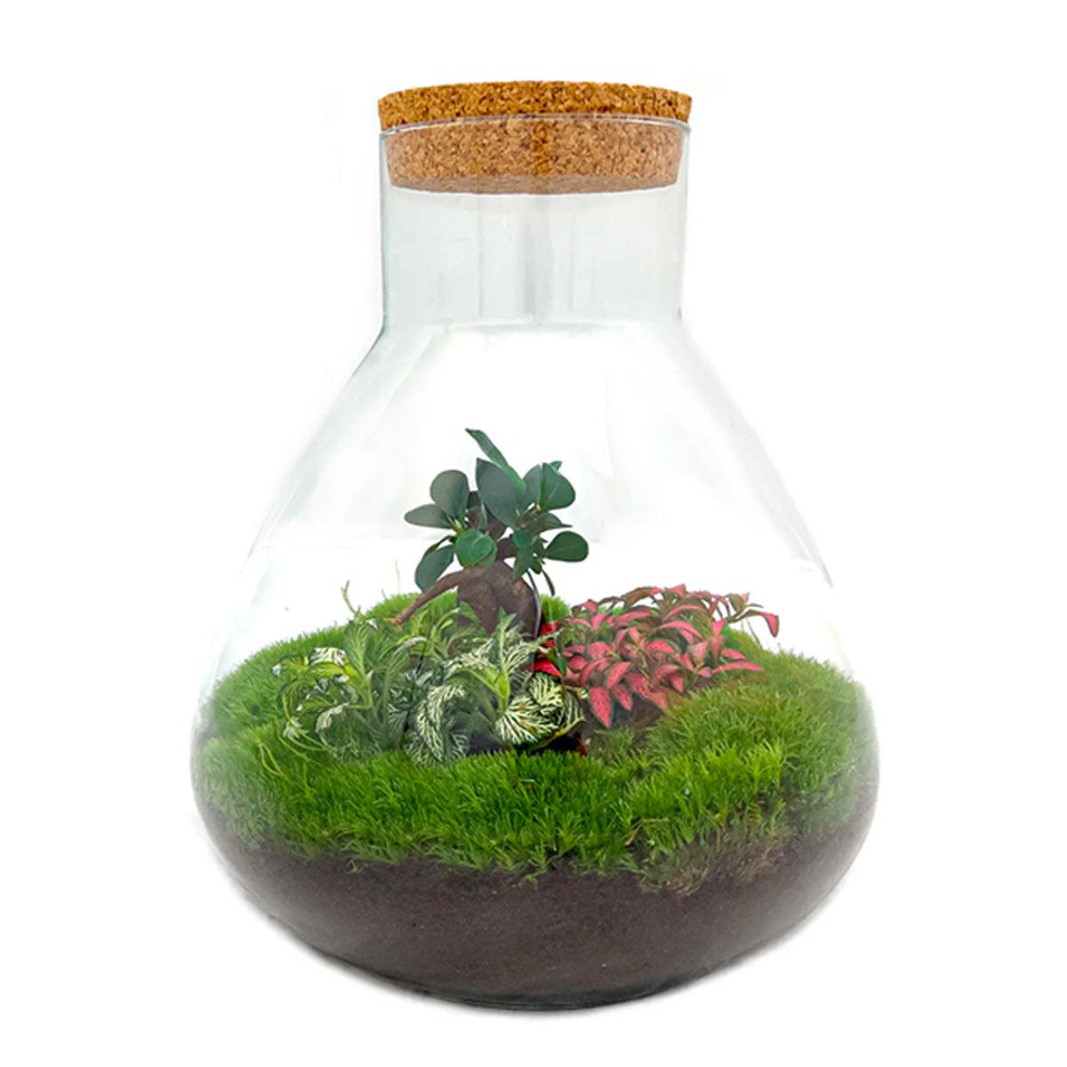 Flaschengarten Terrarium Sam XL Bonsai – DIY Bausatz – 35cm Hoch – Ø30cm – Selbstgebautes Mini-Ökosystem mit Ficus-Ginseng-Bonsai & Fittonia – Komplett-Set für Anfänger & Naturfreunde 