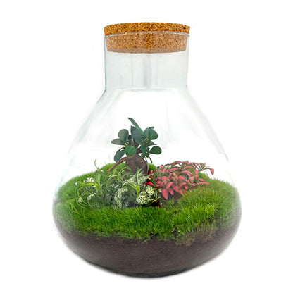 Flaschengarten Terrarium Sam XL Bonsai – DIY Bausatz – 35cm Hoch – Ø30cm – Selbstgebautes Mini-Ökosystem mit Ficus-Ginseng-Bonsai & Fittonia – Komplett-Set für Anfänger & Naturfreunde 
