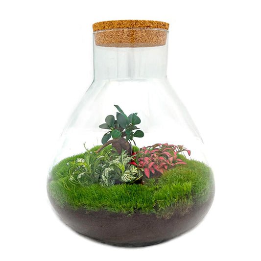 Flaschengarten Terrarium Sam XL Bonsai – DIY Bausatz – 35cm Hoch – Ø30cm – Selbstgebautes Mini-Ökosystem mit Ficus-Ginseng-Bonsai & Fittonia – Komplett-Set für Anfänger & Naturfreunde 