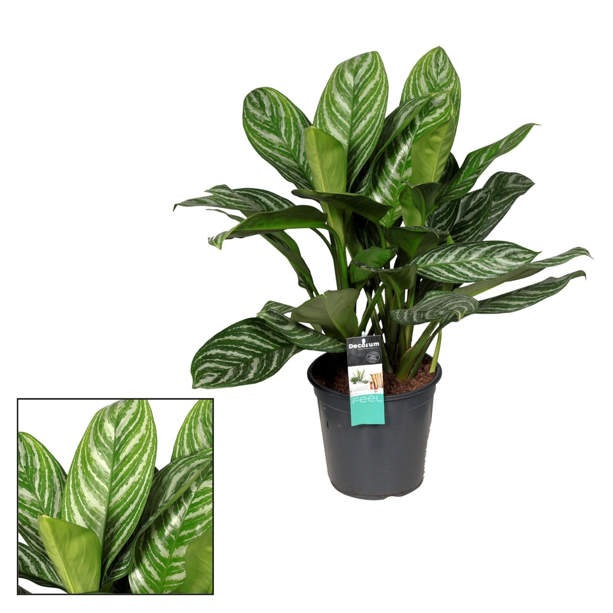 Aglaonema Stripes – Zimmerpflanze – Ø21cm – ↕80cm – Tropische Blattpflanze mit silbrig-grüner Zeichnung – Pflegeleicht & luftreinigend – Für Wohnzimmer & Büro 