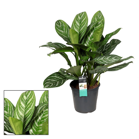 Aglaonema Stripes – Zimmerpflanze – Ø21cm – ↕80cm – Tropische Blattpflanze mit silbrig-grüner Zeichnung – Pflegeleicht & luftreinigend – Für Wohnzimmer & Büro 