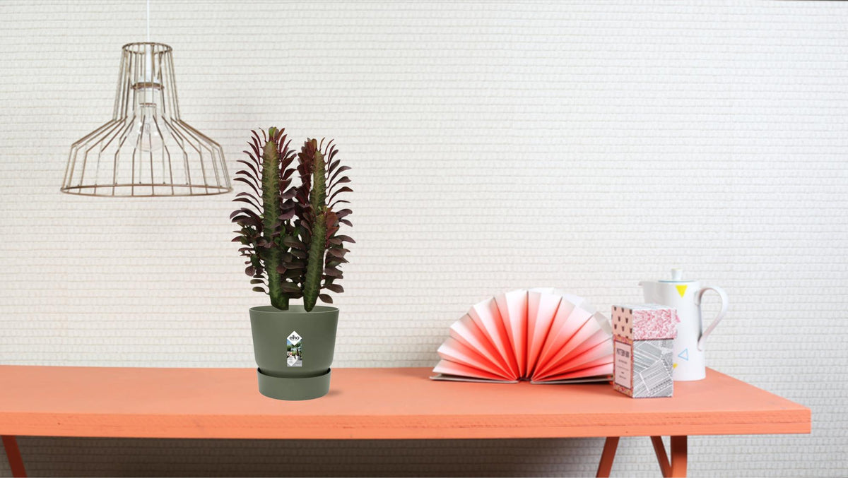 Euphorbia Trigona Rubra – Wolfsmilch – Zimmerpflanze – Ø12cm – ↕40cm – Rote Sukkulente – Pflegeleicht & robust – Für sonnige Innenbereiche 